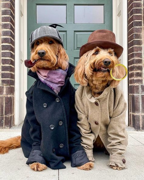 Lincoln & London | Goldendoodles | “Mr. Holmes, they were the footprints of a gigantic hound!” 🔎🐾 #sherlockholmesday #happybirthdaysirarthurconandoyle | Instagram Goldendoodle Halloween Costume, Goldendoodle Halloween, Homeade Halloween Costumes, Mr Holmes, Goldendoodle Puppy, Dog Halloween Costumes, Dog Costumes, Dog Halloween, Art References