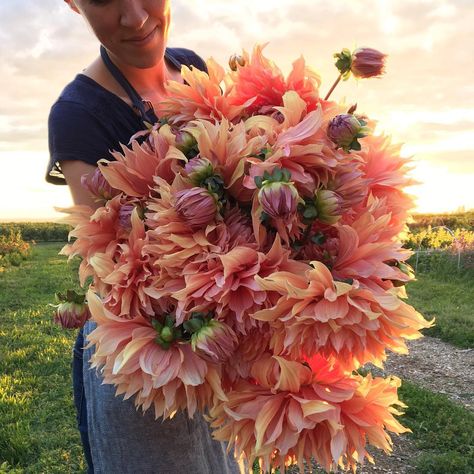 My new favorite dinner-plate Dahlia 'Sherwood's Peach', getting her turn in front of the camera tonight. This epic photo was captured by @copterchris. Wait until you see what he got with the big camera #farmerflorist #dsfloral #floretbulbs Dahlias Garden, Flower School, Flower Farmer, Cut Flower Garden, No Rain, Breath Of Fresh Air, Flower Farm, Beautiful Blooms, Flowers Nature