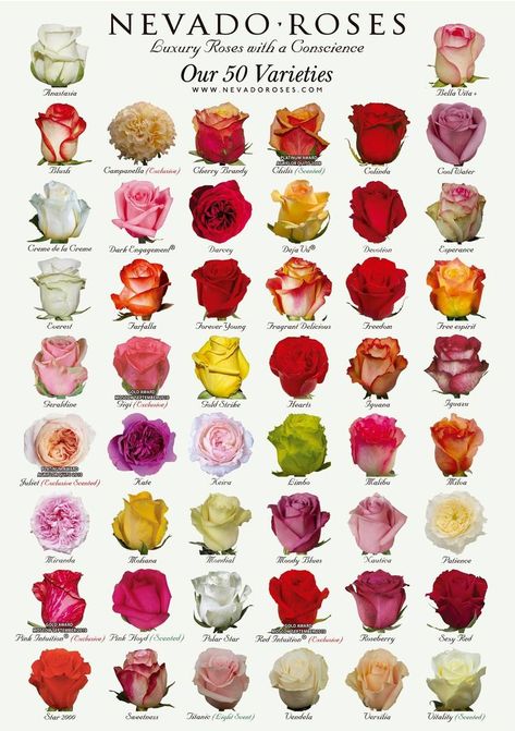 Rose Color Meanings, Flower Chart, Different Types Of Flowers, Rose Varieties, Flower Guide, Types Of Roses, Flower Meanings, Flower Names, Types Of Flowers