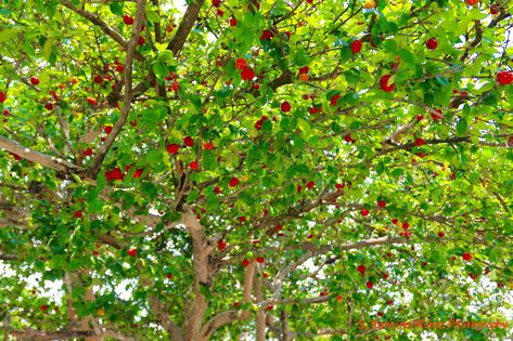 https://flic.kr/p/FHjzHR | PItanga Tree, El Salvador | SN/NC: Eugenia Uniflora, Myrtaceae Family Some common names Pitanga, Surinam cherry, Brazilian cherry, Cayenne cherry or Cerisier Carré is a plant in the family Myrtaceae, Surinam Cherry, Salvador Food, Brazilian Cherry, Cherry Recipes, Astringent, Common Names, Exotic Fruit, Insect Repellent, Cherry Tree