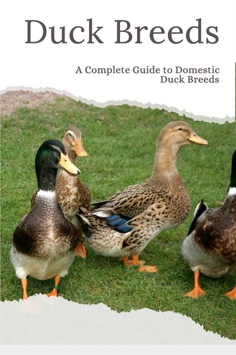 ​Choosing the right duck breed for your farm and family is important.  You want to make sure that you purchase the breed that is most suitable for your setup and provides you with the meat or eggs that you want. Learn about different Duck Breeds. Duck Pens, Types Of Ducks, Duck Species, Backyard Ducks, Duck Breeds, Raising Ducks, Muscovy Duck, Urban Chickens, Pet Ducks