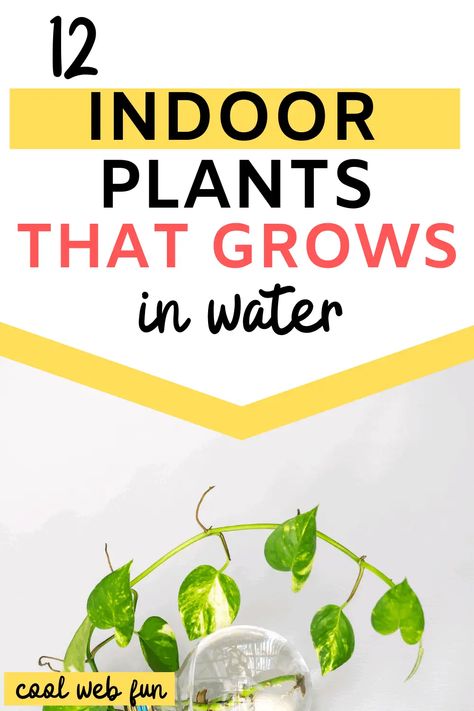 Indoor Plant Hacks, Plants In Glass Jars, Plant Room Aesthetic, Water Plants Indoor, Plants Grown In Water, Indoor Plants Diy, Indoor Plants Decor, Plant In Glass, Peace Lily Plant