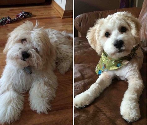 These Puppers Pictures Before and After Their Haircuts Are Equally Adorable - I Can Has Cheezburger? Cockapoo Haircut, Puppy Haircut, Spring Haircuts, Bichon Havanais, Dog Grooming Styles, Ideas Haircut, Puppy Grooming, Puppy Cut, Dog Haircuts