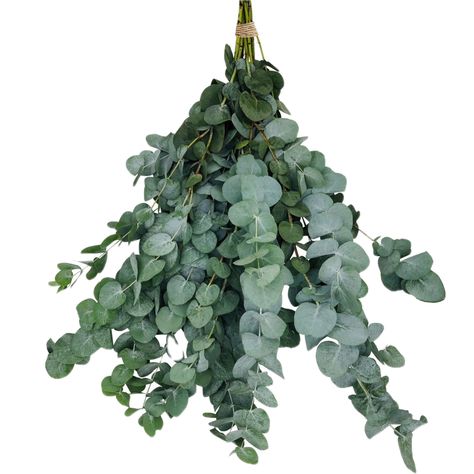 PRICES MAY VARY. 🌿Elevate Your Shower Experience:🌿 Immerse yourself in the ultimate spa-like atmosphere with our fresh eucalyptus for shower hanging, specifically designed for hanging in your shower. Transform your daily routine into a refreshing and invigorating experience with our 17" dried eucalyptus stems that leaves you feeling rejuvenated. 🏝Aesthetic Apartment Decor: Upgrade your living space with a touch of nature. Our shower plants hanging not only enhances your bathroom but also serv Eucalyptus For Shower Head, Eucalyptus Shower Head, Wall Decor Arrangements, Shower Plants, Hanging Eucalyptus, Shower Eucalyptus, Dried Flowers Arrangement, Vase With Branches, Eucalyptus Stems