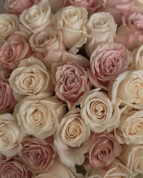 Pink And Beige Flowers, Light Pink And Beige Aesthetic, Beige And Light Pink Aesthetic, White And Pink Roses Aesthetic, Tan Pink Aesthetic, Beige Rose Aesthetic, Rose Beige Aesthetic, Muskaan Core, Cream And Pink Aesthetic