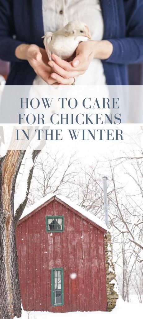 Learn how to care for chickens in winter with this easy tutorial. Follow these tips and tricks for keeping your flock safe and warm over the winter months. #ad #chickens #homesteading #raisingchickens Winter Chicken Coop, Chicken Coop Winter, Coop Signs, Chicken Coop Blueprints, Coop Run, Chicken Roost, Farming Ideas, Chickens In The Winter, Raising Quail