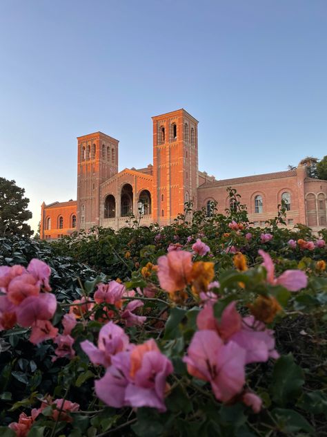 Ucla Wallpaper Aesthetic, Ucla College Aesthetic, Ucla Vision Board, California College Aesthetic, Ucla Campus Aesthetic, Malibu California Aesthetic, Ucla Wallpaper, Ucla Aesthetics, Ucla College