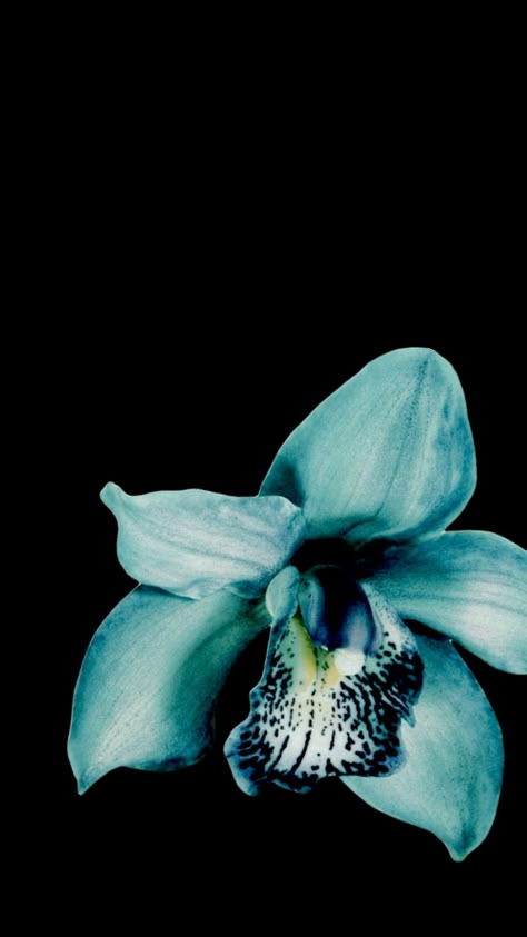 #flower #flowers #exotic #tropical #blue #teal #turquoise #fyp #dark #black #aesthetic #lockscreen #wallpaper Flower Dark Wallpaper, Teal Wallpaper Iphone, Dark Black Aesthetic, Flower Lockscreen, Aesthetic Lockscreen Wallpaper, Turquoise Aesthetic, Flowers Exotic, Flower Dark, Aesthetic Lockscreen