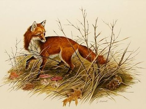 I’m a Fox | www.splicetoday.com Books Sculpture, Fox Art Print, Fox Images, Vintage Fox, Fox Illustration, Pet Fox, Wildlife Paintings, Fox Art, Book Illustrations