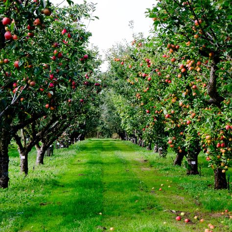 Apple Garden, Orchard Design, Orchard Garden, Fruit Picking, Future Farms, Apple Orchard, Fruit Garden, Garden Trees, Tree Farms