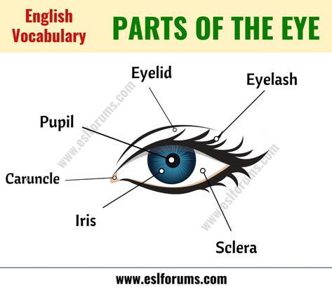 Parts of the Eye: Learn Different Eye Parts with ESL Picture! - ESL Forums Things Vocabulary, Human Body Vocabulary, Antonyms Worksheet, Eye Parts, Parts Of The Eye, Conversational English, English Vocab, General Knowledge Book, Interesting English Words