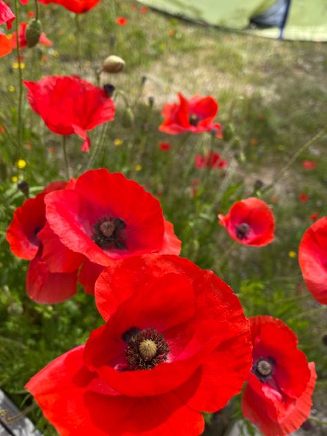 Red Poppy Aesthetic, Poppycore Aesthetic, Poppys Aesthetic, Poppy Aesthetic Flower, Red Summer Aesthetic, Poppy Flower Aesthetic, Poppy Core, Red Flower Aesthetic, Poppies Aesthetic