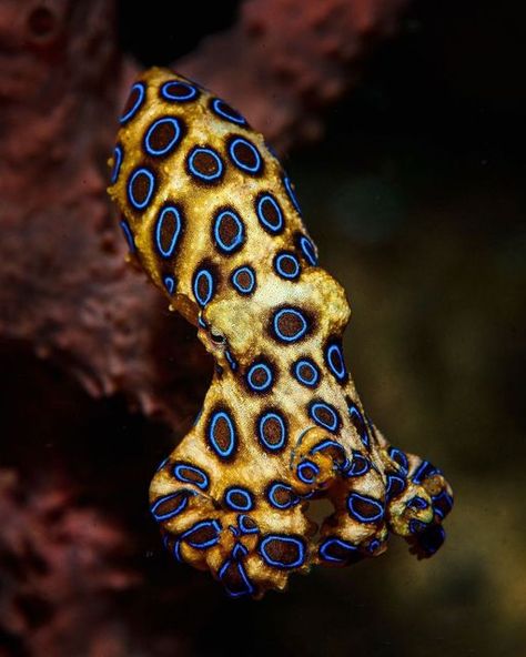 The Largest Octopus Fan Club 🐙 a Nonprofit Organization on Instagram: "At what point did you become fascinated by octopuses? ⬇️ 📸: @magnuslundgrenphotography  Most OctoFans know the blue-ringed octo is a DangerSquish! BUT WHY EXACTLY?  Whelp…their saliva is loaded with a powerful neurotoxin called tetrodotoxin (TTX)  But what makes TTX so deadly?  TTX is highly toxic because of its ability to wreak havoc on our nerve cells.   Our nerves use tiny channels called sodium channels to send electric Spotted Octopus, Blue Ring Octopus, Blue Ringed Octopus, Octopus Pictures, Deep Sea Animals, Ringed Octopus, Nerve Cells, Sea Creatures Art, Octopus Art