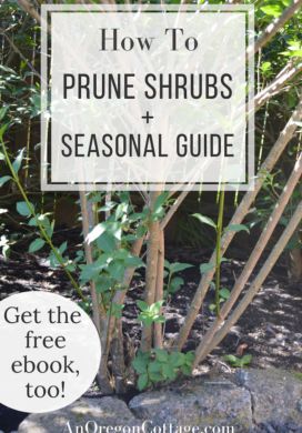 How and when to prune shrubs easily for healthier plants and more blooms using these general tips. Includes a seasonal guide to all kinds of shrubs from hydrangeas to roses to boxwoods. Download the free ebook to always have a pruning guide at your fingers! Pruning Shrubs, Garden Beds Diy, Types Of Shrubs, Beds Diy, Gardening Trends, Raised Garden Beds Diy, Plant Health, Easy Garden, Planting Herbs