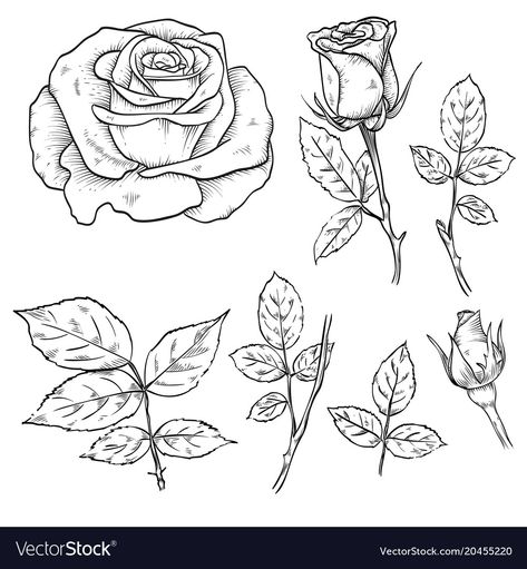 Roses Line Drawing, Rose Leaves Drawing, Rose Leaf Drawing, Rose Line Drawing, Drawn Rose, Gradient Image, Rose Line Art, Beginner Drawing Lessons, Rose Vector