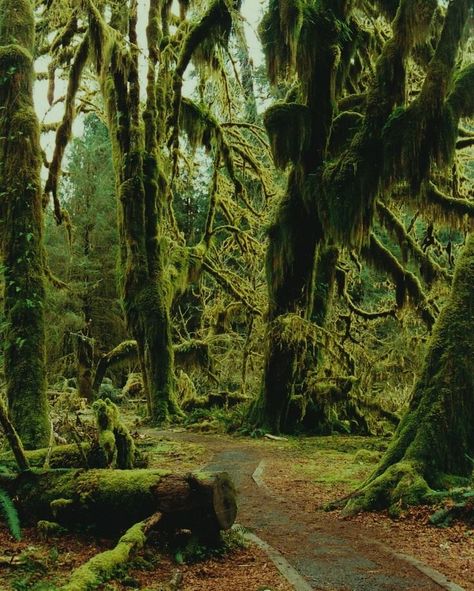 Hoh Rainforest Washington, Moss Blanket, Moss Forest, Hoh Rainforest, Travel Island, Olympic Peninsula, Photography Landscape, Olympic National Park, To Infinity And Beyond