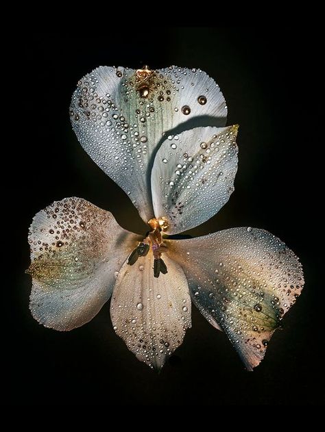 Foto Macro, Nothing But Flowers, Flower Therapy, Artist Management, Memory Box, Pretty Flowers, A Flower, Art Works, Black Background