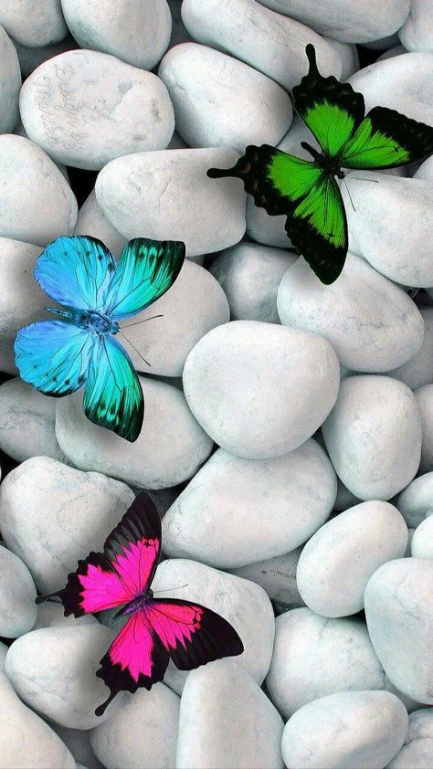 Download Butterflies Beauty wallpaper by CarlaAltumTimAltum - 24 - Free on ZEDGE™ now. Browse millions of popular butterflies Wallpapers and Ringtones on Zedge and personalize your phone to suit you. Browse our content now and free your phone Cool Backgrounds For Iphone, Butterfly Wallpaper Backgrounds, Flower Wallpapers, Stone Wallpaper, Butterfly Wallpaper Iphone, Beauty Wallpaper, Wallpaper Nature Flowers, Flower Phone Wallpaper, Pretty Wallpaper Iphone