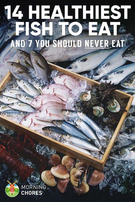 14 Healthiest & Best Fish to Eat (and 7 to Absolutely Steer Clear of) Best Fish To Eat, Fish Benefits, Fish To Eat, Pescatarian Diet, Fish List, Grape Salad, Healthiest Seafood, Pescatarian Recipes, Healthy Fish