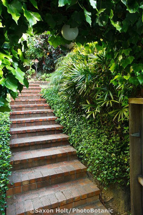 Brick path steps leading up hill inside entry gate to Worth garden, California Brick Patio Steps, Steps Garden, Landscape Bricks, Big Leaf Plants, Garden Library, Leading Lines, Brick Steps, Brick Path, Patio Steps