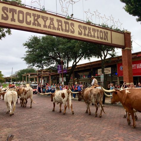 The Fort Worth Stockyards National Historic District is known for its Western heritage and rich history. Where else can you see a herd of Texas longhorns and real cowboys strolling down the brick walkways like they did in the Old West? Ft Worth Stockyards, Fort Worth Downtown, Brick Walkways, Cowboys Bar, Bareback Riding, Fort Worth Stockyards, Daily Wishes, Texas Vacations, Brick Walkway