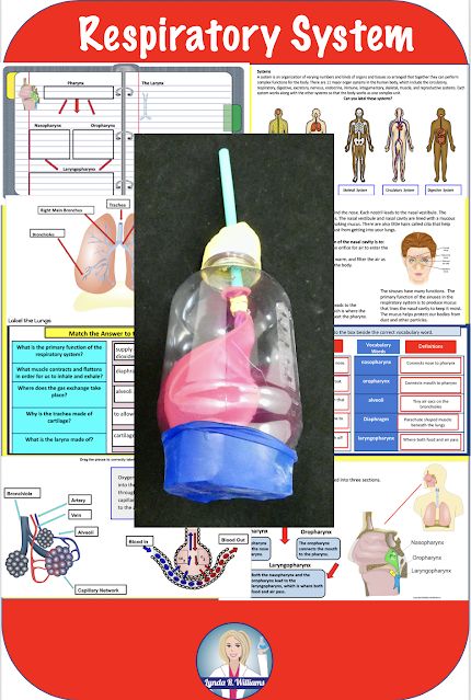 Health Projects For Middle School, Human Body Activities For Middle School, Body Systems Project Middle School, Middle School Anatomy Activities, Human Body Systems Projects Middle School, Human Body Unit Study Middle School, Body Systems Middle School, Teaching Body Systems, Anatomy Activities