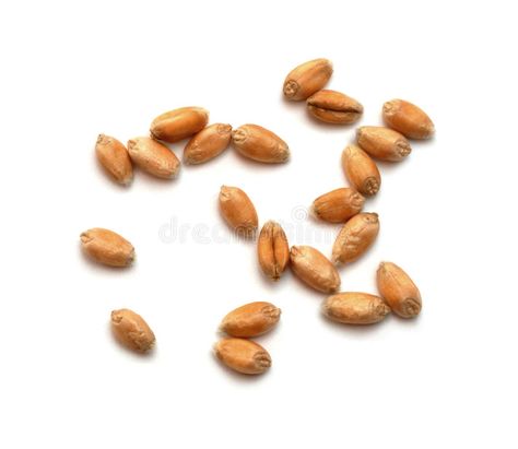 Wheat grains. Grains of wheat which are located on a white background , #sponsored, #Grains, #grains, #Wheat, #wheat, #background #ad Wheat Background, Blue Wallpaper Iphone, Blue Wallpaper, Black And White Pictures, Business Flyer, Barley, Kids Crafts, Wallpaper Iphone, Wheat