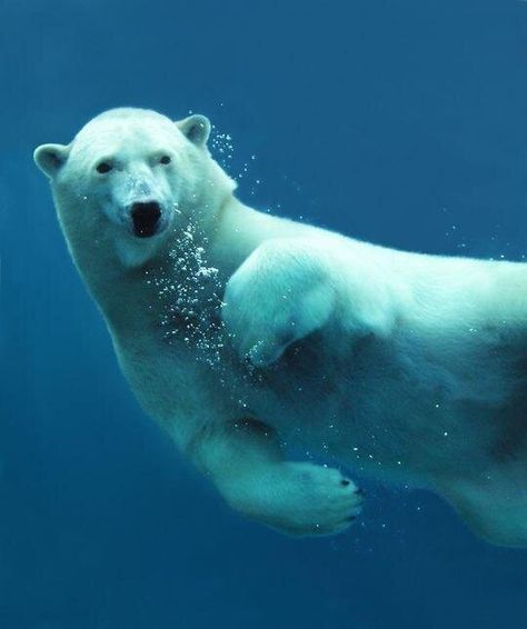 Embedded image Polar Bear Swimming, Bear Swimming, Photo Animaliere, White Polar Bear, Love Bear, Animal Planet, Animal Photo, Nature Animals