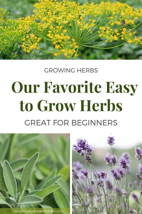 Learn the basics about some of our favorite easy to grow herbs that beginning gardeners can add to their outdoor gardens with little fuss. Easy Herbs To Grow Outdoor, Herbs To Grow Outdoors, Easy To Grow Herbs, Culinary Herb Garden, Easiest Herbs To Grow, Easy Herbs To Grow, Herbs To Grow, Growing Rosemary, Grow Herbs