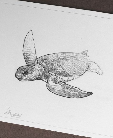 Sea Turtle Drawing Sketches, Sea Animal Sketches, Sea Turtle Sketch, Sea Sketch, Turtle Sketch, Sea Turtle Drawing, Turtle Tattoo Designs, Turtle Drawing, Sea Turtle Art