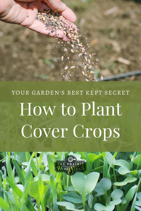 how to plant cover crops in a small garden Braid Garlic, Storing Potatoes, Daniel Diet, Grow Lemongrass, The Prairie Homestead, Prairie Homestead, Chicken Barn, Cover Crops, Chicken Farming