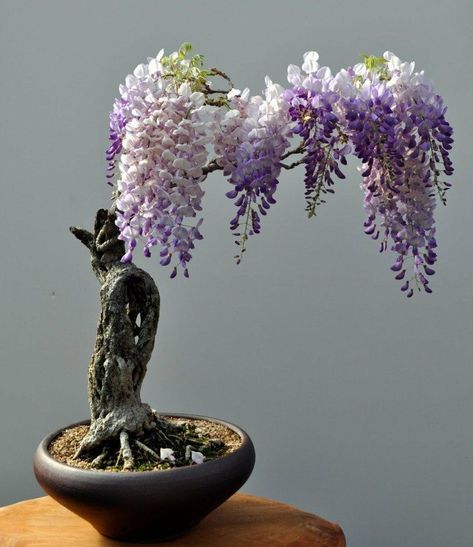 15 beautiful bonsai trees - they are the perfect addition to any home or garden Redwood Bonsai, Wisteria Bonsai, Maple Bonsai, Bonsai Tree Types, Bonsai Tree Care, Indoor Bonsai Tree, Juniper Bonsai, Plantas Bonsai, Mini Bonsai