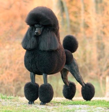 Puddle Dog, Anjing Poodle, Funny Poodle, Black Standard Poodle, Parti Poodle, Poodle Haircut, Poodle Cuts, Black Poodle, Poodle Grooming