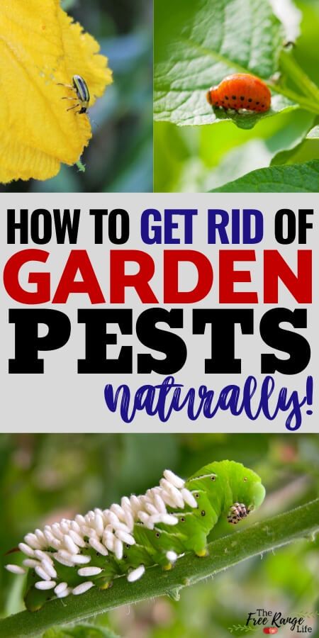 Is your organic garden being overrun with pests? Here’s how to get rid of bugs on plants in your garden- including the top 8 common garden pests! You don't have to use chemical to get rid of pests in your vegetable garden- here are natural ways to get rid of pests! Bugs On Plants, Vege Garden, Garden Board, Courtyard Ideas, Backyard Farm, Garden Layout Vegetable, Garden Bugs, Garden Insects, Organic Vegetable Garden