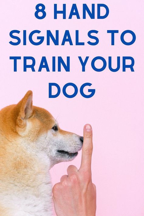 Train your dog in minutes with these 8 easy hand | #Stop_Dogs_From_Digging #Dog_Behavior_Problems #Easiest_Dogs_To_Train #Basic_Dog_Training Stop Dogs From Digging, Shih Tzu Training, Dog Training Hand Signals, Dog Hand Signals, Hilarious Dogs, Loud Laugh, K9 Training, Service Dog Training, Easiest Dogs To Train