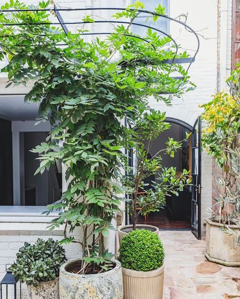 Formed Gardens on Instagram: “Lomandra tanika filling a tricky gap between a big existing Angophora tree base and stone wall.” Lomandra Tanika, Steel Arbor, Metal Arbor, Coast Landscape, Landscape Designers, Tree Base, Landscape Concept, Building A Pool, Green Frame