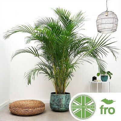 Palm House Plants, Dypsis Lutescens, Areca Palm Plant, Popular House Plants, Areca Palm, Green Bubble, Palm Plant, Garden Cushions, Air Purifying Plants