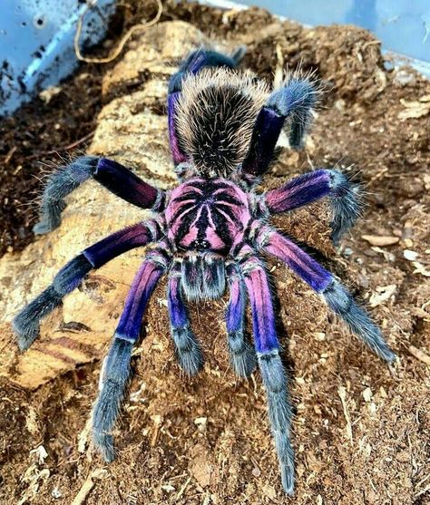 Colorful Spiders Beautiful, Tarantula Pet Spiders, Brazilian Pinkbloom Tarantula, Tranchilla Spider, Spider Breeds, Aesthetic Tarantula, Cool Looking Spiders, Trantuala Spider, Fluffy Tarantula