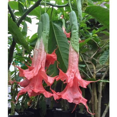 Fragrant Plants - Indoor & outdoor fragrant plants for sale at Logee's Angel Trumpet Plant, Trumpet Tree, Angels Trumpet, Angel's Trumpet, Angel Trumpet, Angel S, Strange Flowers, Poisonous Plants, Fragrant Plant