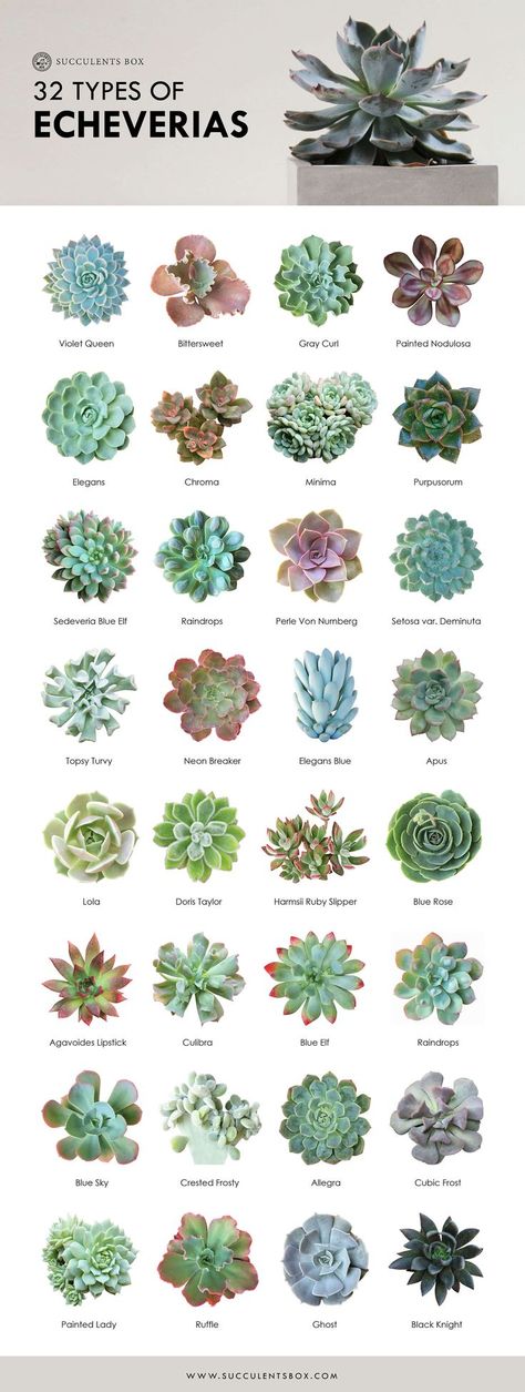 Succulent Garden Outdoor, Tanaman Sukulen, Succulent Outdoor, Different Types Of Succulents, Types Of Succulents Plants, Kaktus Dan Sukulen, Tanaman Indoor, نباتات منزلية, Succulent Garden Design