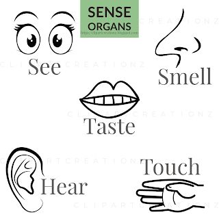 Clipart Creationz: Sense Organs coloring clipart free Sense Organs Drawing, Sense Organs For Kindergarten, Sense Organs Chart, Sense Organs Worksheets, Sensory Organs, Biodata Format Download, Sense Organs, Short Vowel Worksheets, Biodata Format