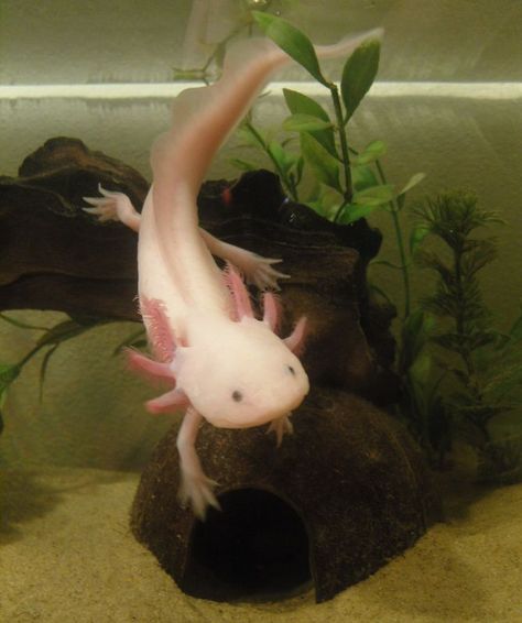 Axolotl Care, Axolotl Tank, Axolotl Cute, Tattoo Nature, Fish Drawings, Pet Fish, Exotic Fish, Aquatic Animals, Reptiles And Amphibians