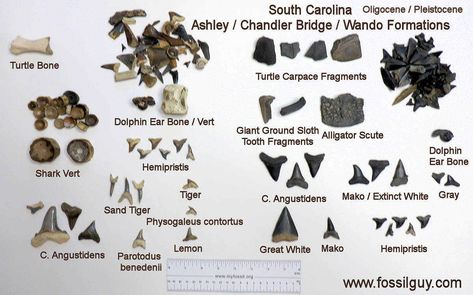 https://www.fossilguy.com/trips/south-carolina-2016/index.htm Fossil Identification, Florida Fossils, Beach Fossils, Seashell Identification, Folly Beach South Carolina, Shark Week Party, Ground Sloth, Meg Meg, Veterinary Studies