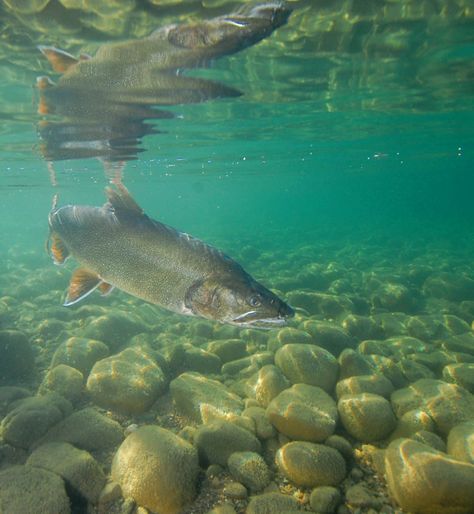 Lake Trout - Spawning on Reef Lake Titicaca, Nature, Trout Aesthetic, Fish Habitat, Lake Fish, Lake Trout, Fish Pictures, Trout Lake, Underwater Images