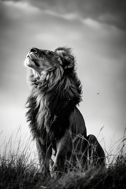 Lion Portrait Black - Free photo on Pixabay Powerful Animal Photography, Black And White Animal Pictures, Lion Looking Up, Lion Portrait Photography, Animal Portraits Photography, Lion Side Profile, Lion Shadow, Images Of Lions, Lion Pic