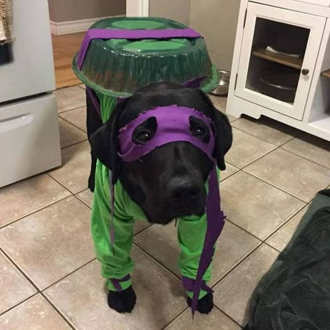 Just 17 Of The Most Ridiculous Photos Of Pets We’ve Seen Today | Cuteness Pet Halloween Costumes, Dog Halloween Costumes, Dog Costumes, Dog Costume, Halloween Animals, Pet Costumes, Dog Halloween, Funny Animal Pictures, Dog Memes