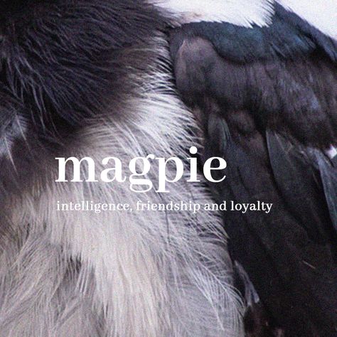 magpie symbolizes intelligence, friendship and loyalty Magpies Aesthetic, Magpie Symbolism, Loyalty Aesthetic, Magpie Aesthetic, Crow Feathers, Brown Aesthetic, Magpie, Crows, Pigeon