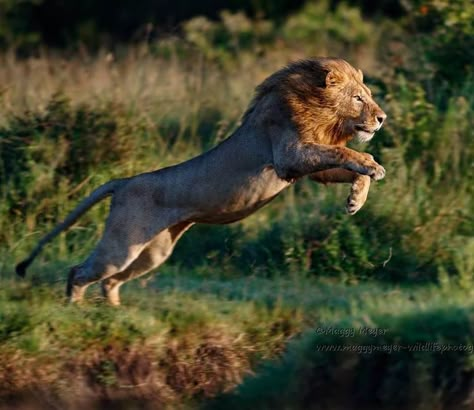 Lion Kings, Animal Anime, Lion Sketch, Lion Photography, Lions Photos, Wild Lion, King Lion, Lion Images, Animal Study