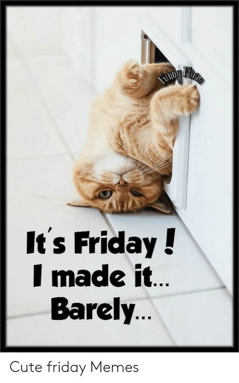 Happy Friday Funny, Happy Friday Humour, Happy Friday Pictures, Friday Cat, Friday Funny, Friday Meme, Xavier Rudd, Funny Friday Memes, Good Morning Happy Friday