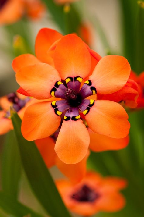 https://flic.kr/p/qZhhnX | Sparaxis elegans | Sparaxis elegans, glasshouse, late March. South African bulbs that have bright orange flowers with purple centres and central rings of dotted-lines. Sparaxis Flower, African Nature, Orange Flower, Orange And Purple Flowers, Small Orange Flowers, Flowers South Africa, Flowers Of South Africa, South African Flowers, Unique Orange Flower-shaped Jewelry